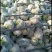 精品大棚花菜大量上市中精品大棚花菜大量上市中