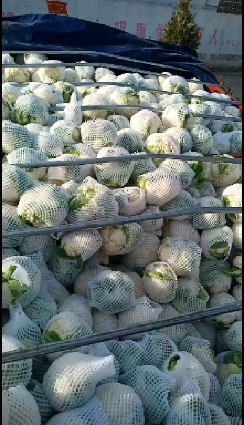 精品大棚花菜大量上市中精品大棚花菜大量上市中
