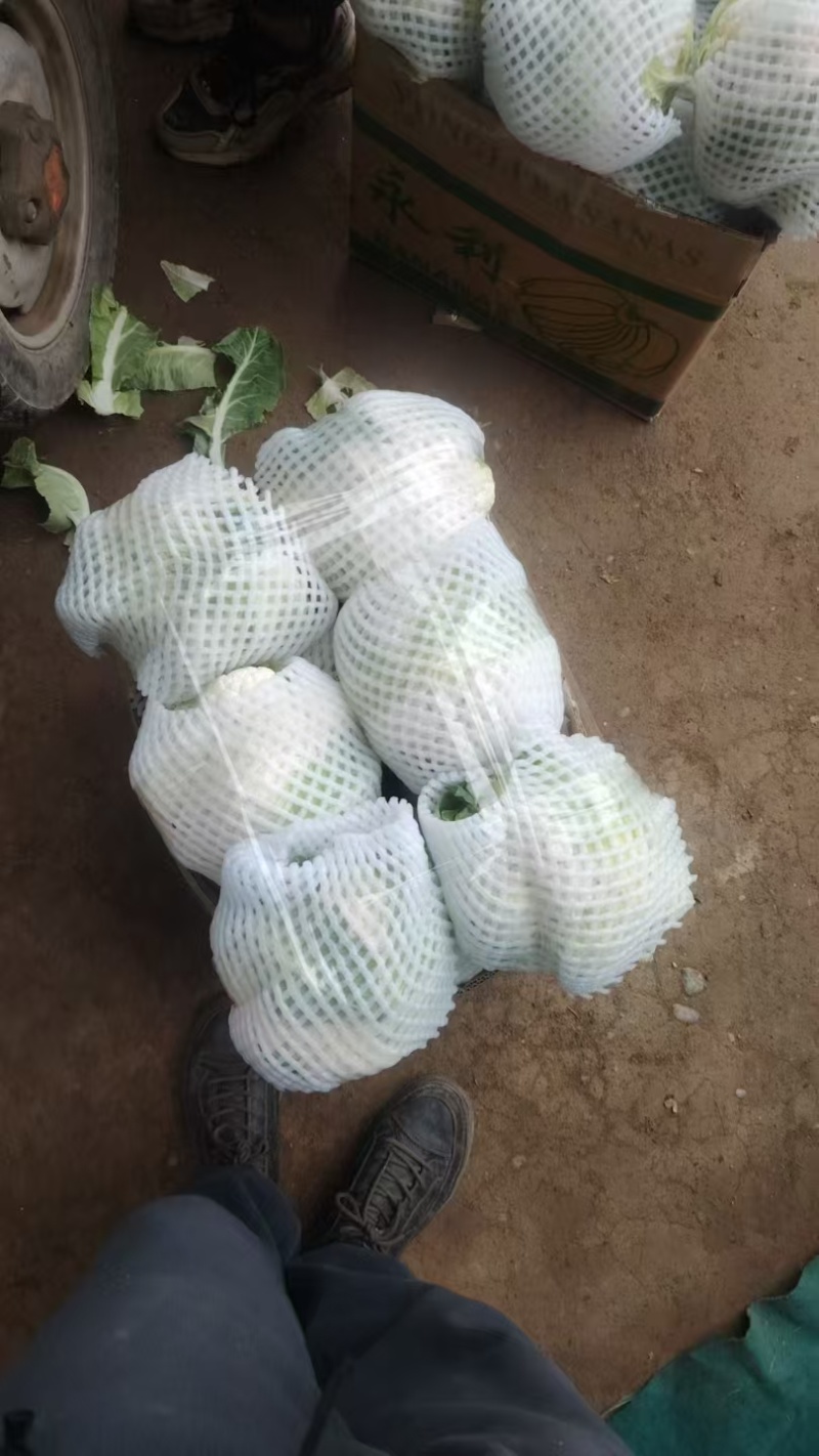 精品大棚花菜大量上市中精品大棚花菜大量上市中