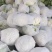 精品大棚花菜大量上市中精品大棚花菜大量上市中