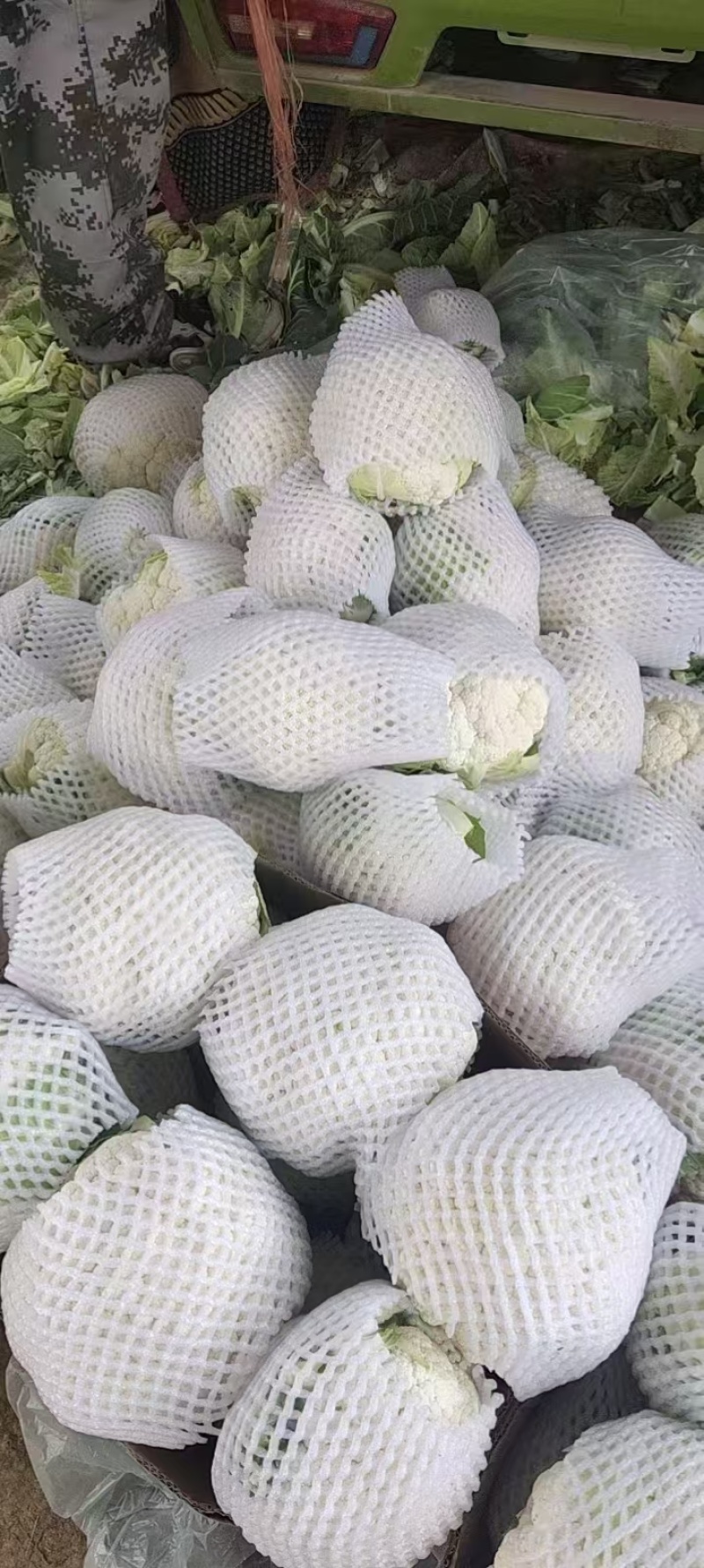 精品大棚花菜大量上市中精品大棚花菜大量上市中