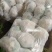 精品大棚花菜大量上市中精品大棚花菜大量上市中