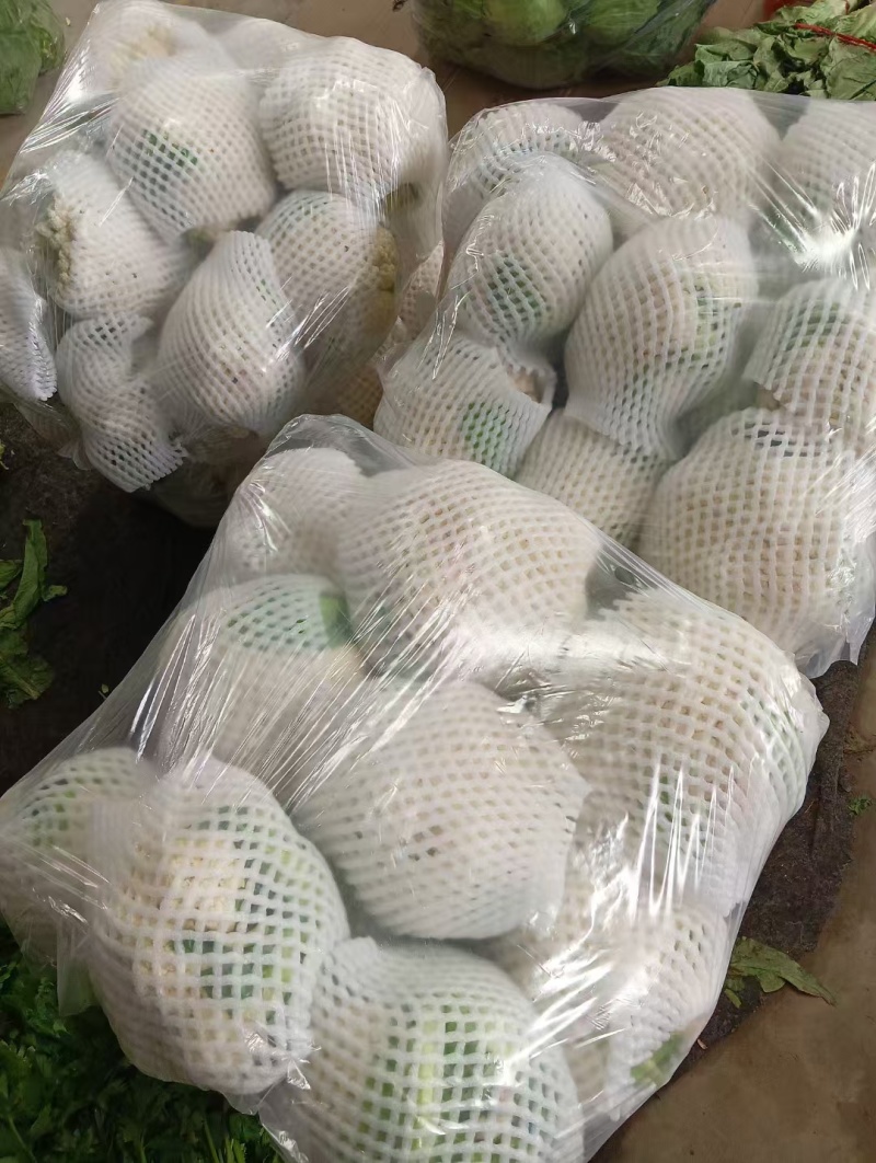 精品大棚花菜大量上市中精品大棚花菜大量上市中