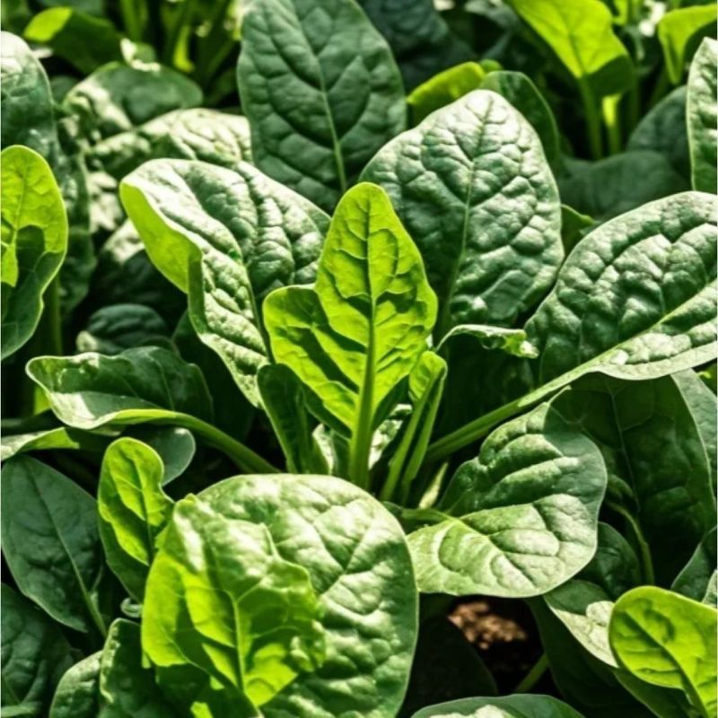 精品大叶菠菜天津菠菜对接各大市场商超电商加工厂火锅店