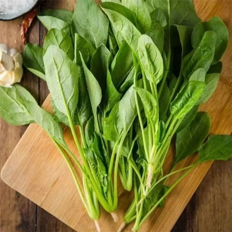 精品大叶菠菜天津菠菜对接各大市场商超电商加工厂火锅店