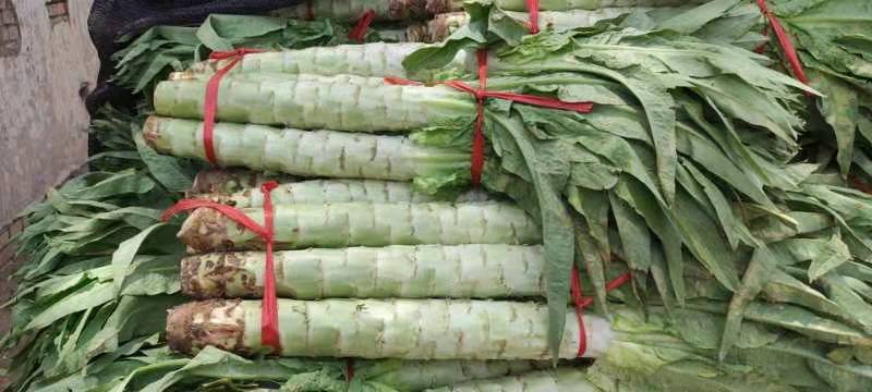 精品大棚莴笋大量上市中精品大棚莴笋大量上市中