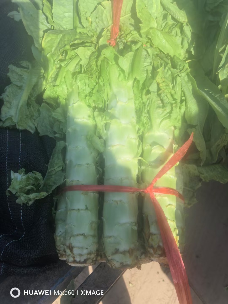 精品大棚莴笋大量上市中精品大棚莴笋大量上市中