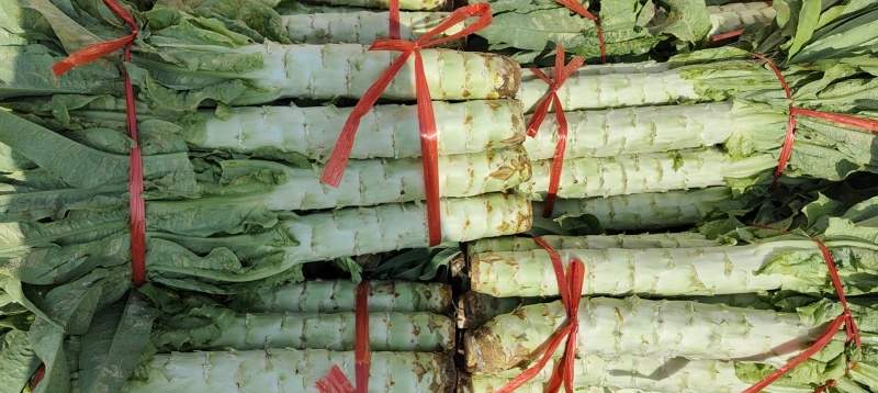 精品大棚莴笋大量上市中精品大棚莴笋大量上市中