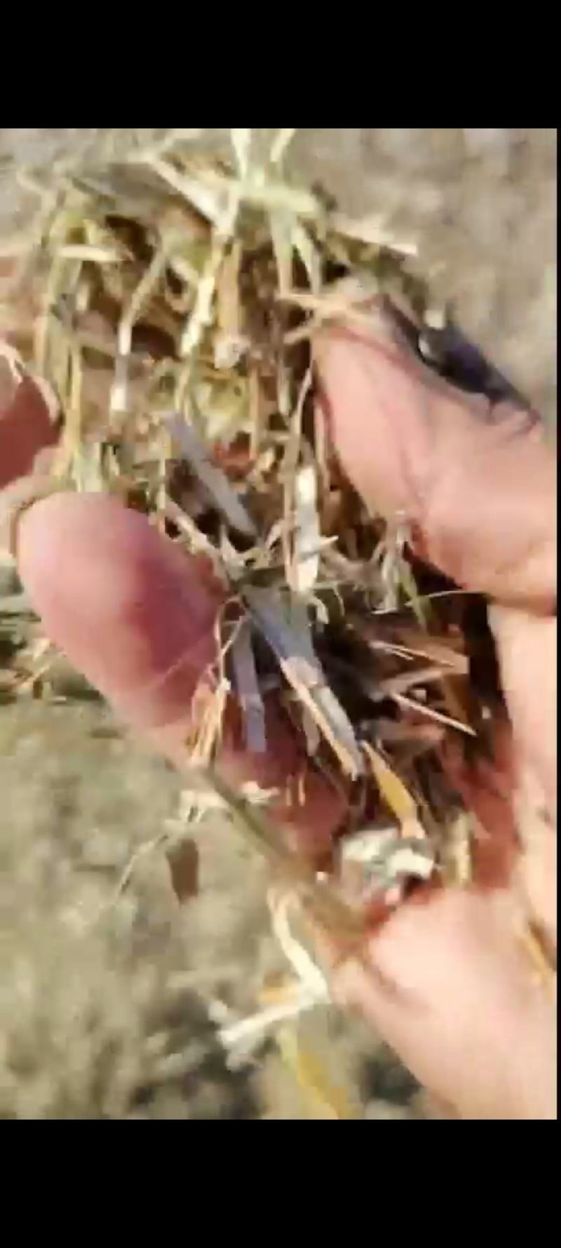 花生秧草料，无土，无膜，无霉，全国各地都发货
