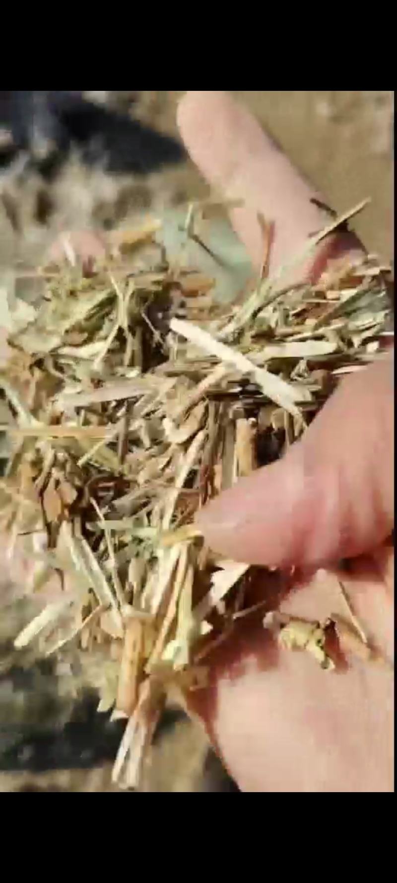 花生秧草料，无土，无膜，无霉，全国各地都发货