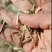 花生秧草料，无土，无膜，无霉，全国各地都发货