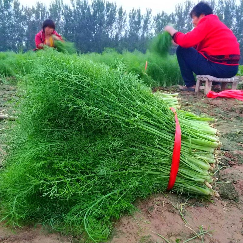 精品茴香扁杆茴香天津茴香大棚茴香全年走货欢迎来电