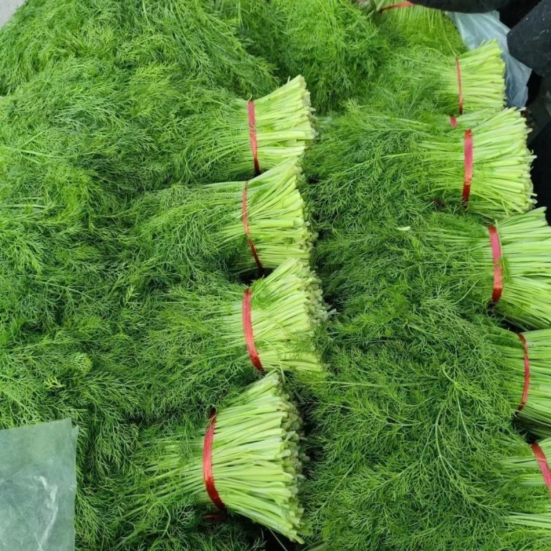 精品茴香扁杆茴香天津茴香大棚茴香全年走货欢迎来电
