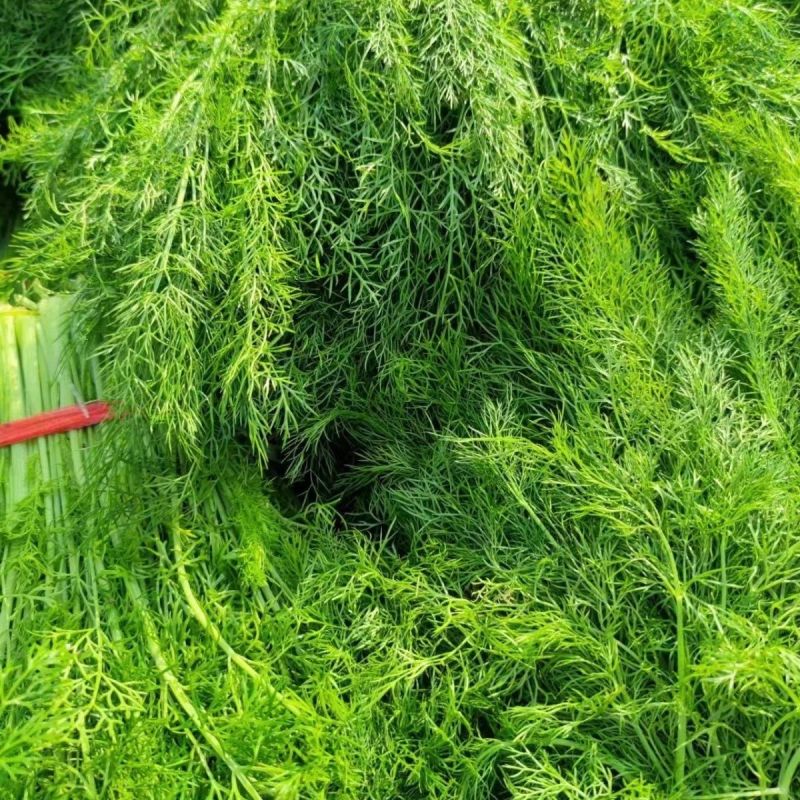精品茴香扁杆茴香天津茴香大棚茴香全年走货欢迎来电