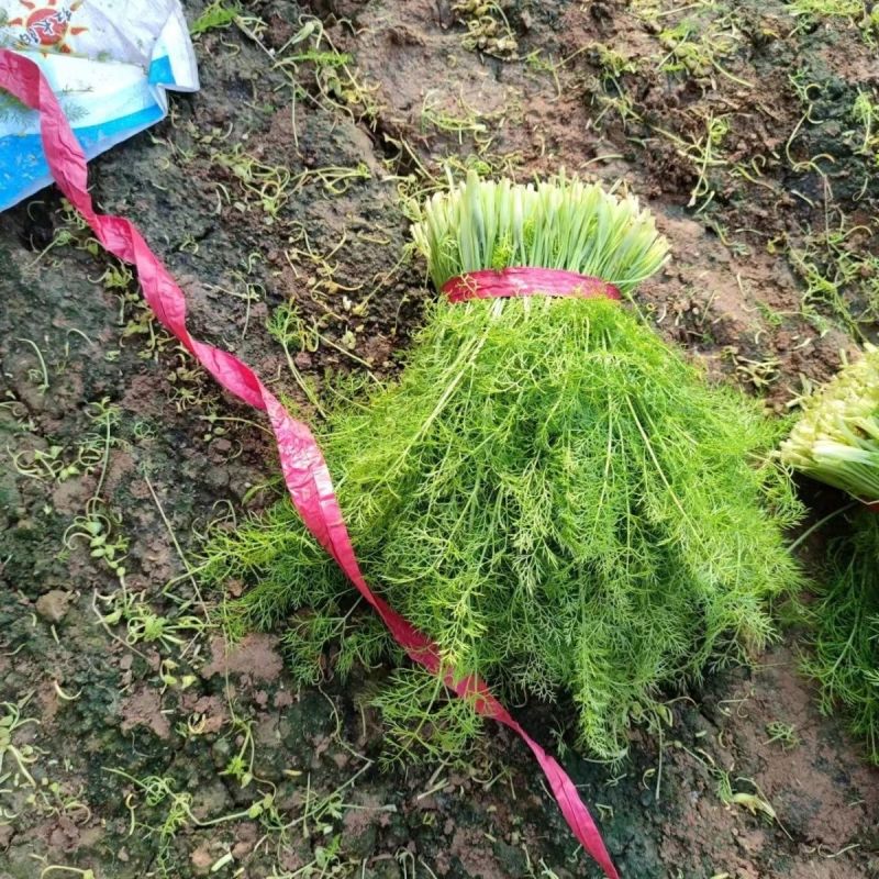 精品茴香扁杆茴香天津茴香大棚茴香全年走货欢迎来电