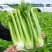 精品西芹天津芹菜大量供应对接各大市场商超电商加工厂