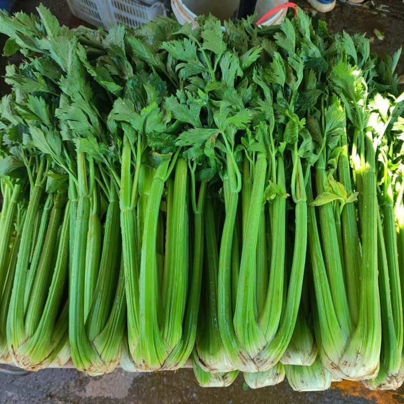 精品西芹天津芹菜大量供应对接各大市场商超电商加工厂