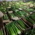 精品西芹天津芹菜大量供应对接各大市场商超电商加工厂