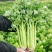 精品西芹天津芹菜大量供应对接各大市场商超电商加工厂