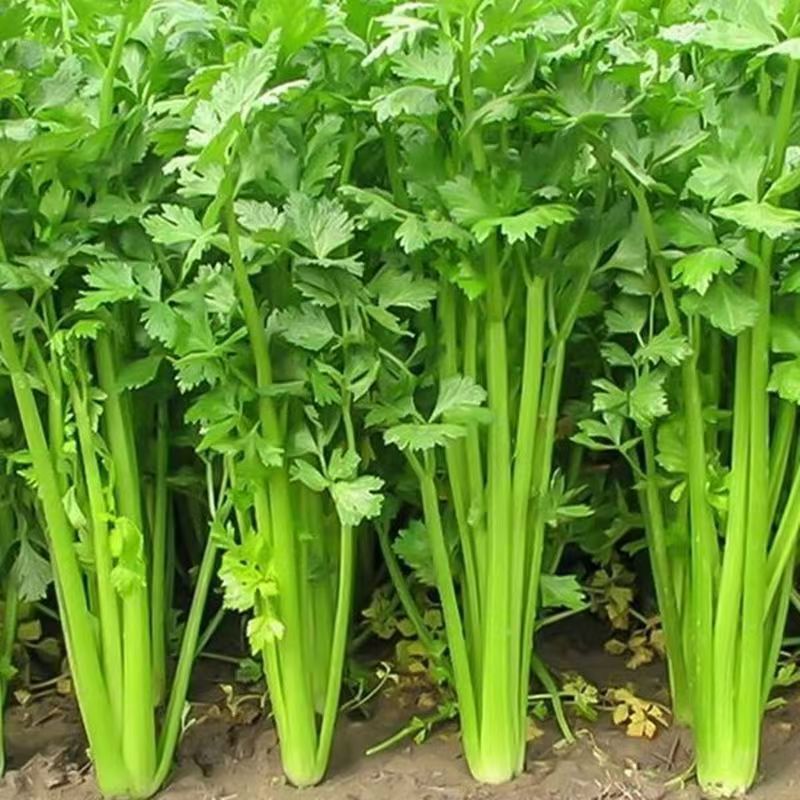 精品西芹天津芹菜大量供应对接各大市场商超电商加工厂
