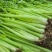 精品西芹天津芹菜大量供应对接各大市场商超电商加工厂