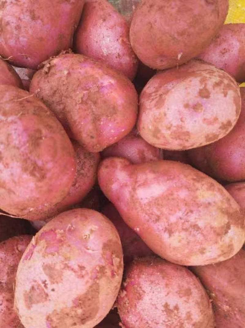 土豆云南红皮洋芋马铃薯昆明一件代发市场精品货