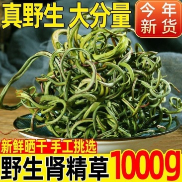 肾精草东北吉林长白山野山肾精茶肾经草化石草嗷嗷叫散装真好