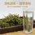 肾精草东北吉林长白山野山肾精茶肾经草化石草嗷嗷叫散装真好