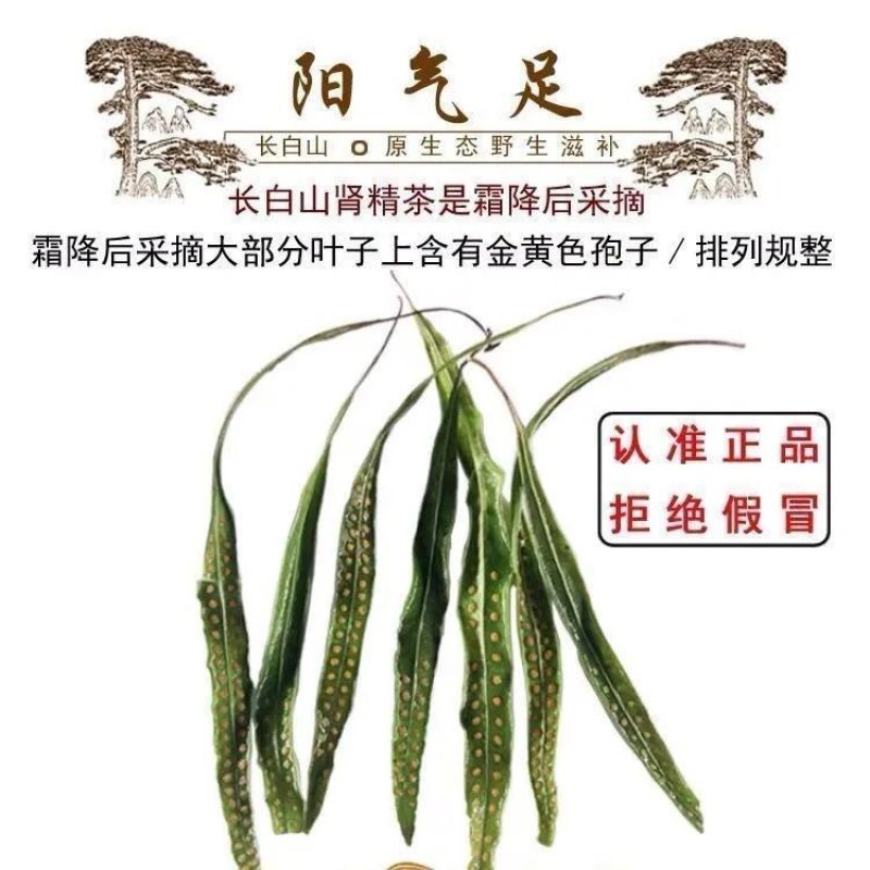 肾精草东北吉林长白山野山肾精茶肾经草化石草嗷嗷叫散装真好