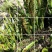 肾精草东北吉林长白山野山肾精茶肾经草化石草嗷嗷叫散装真好