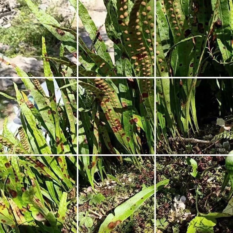 肾精草东北吉林长白山野山肾精茶肾经草化石草嗷嗷叫散装真好