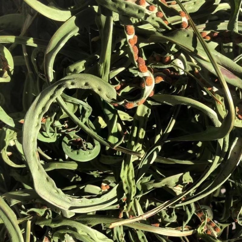肾精草东北吉林长白山野山肾精茶肾经草化石草嗷嗷叫散装真好