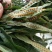肾精草东北吉林长白山野山肾精茶肾经草化石草嗷嗷叫散装真好