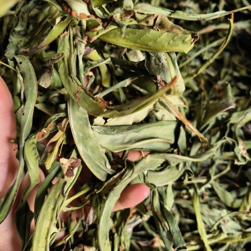 肾精草东北吉林长白山野山肾精茶肾经草化石草嗷嗷叫散装真好