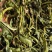 肾精草东北吉林长白山野山肾精茶肾经草化石草嗷嗷叫散装真好