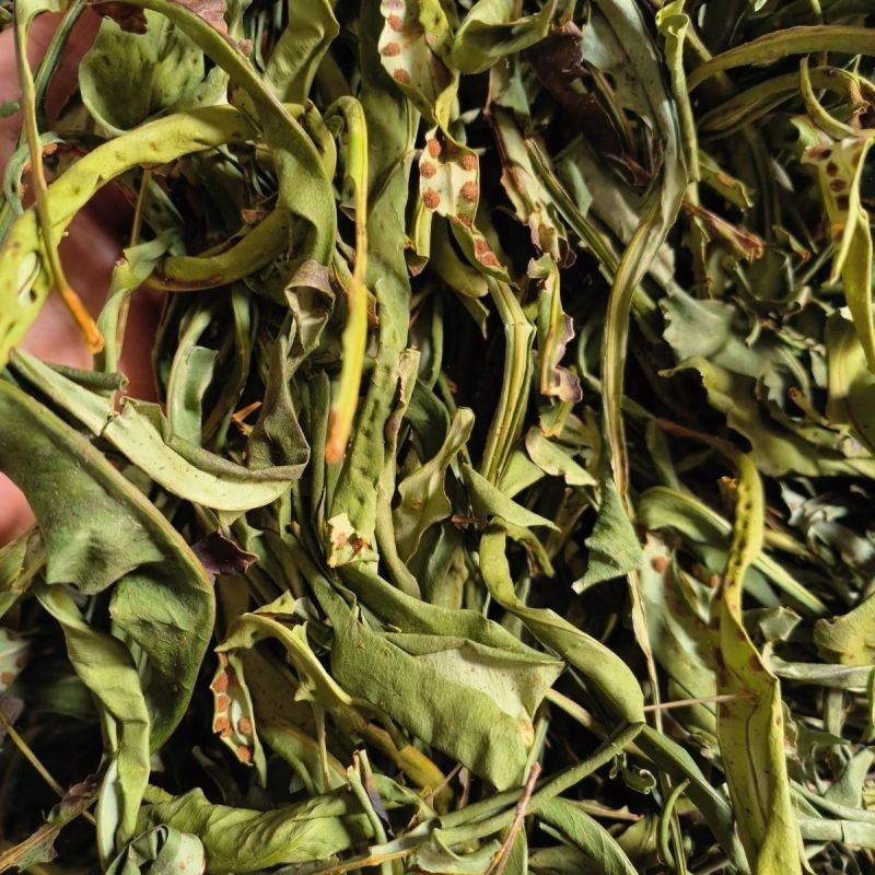 肾精草东北吉林长白山野山肾精茶肾经草化石草嗷嗷叫散装真好
