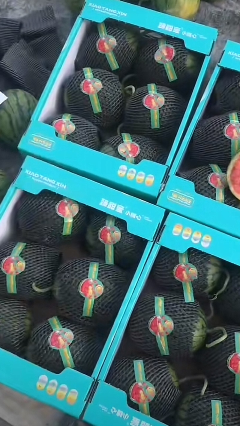 山东潍坊精品t冰糖子2K西瓜大量上市，欢迎大家