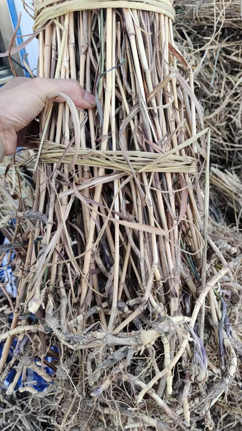 河北荻草根，量大从优，可视频看货，欢迎订购