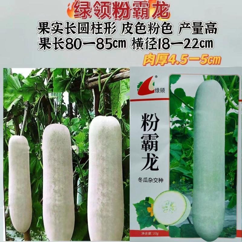 绿领粉霸龙冬瓜种子长圆柱形粉皮冬瓜种子内腔小产量高10克