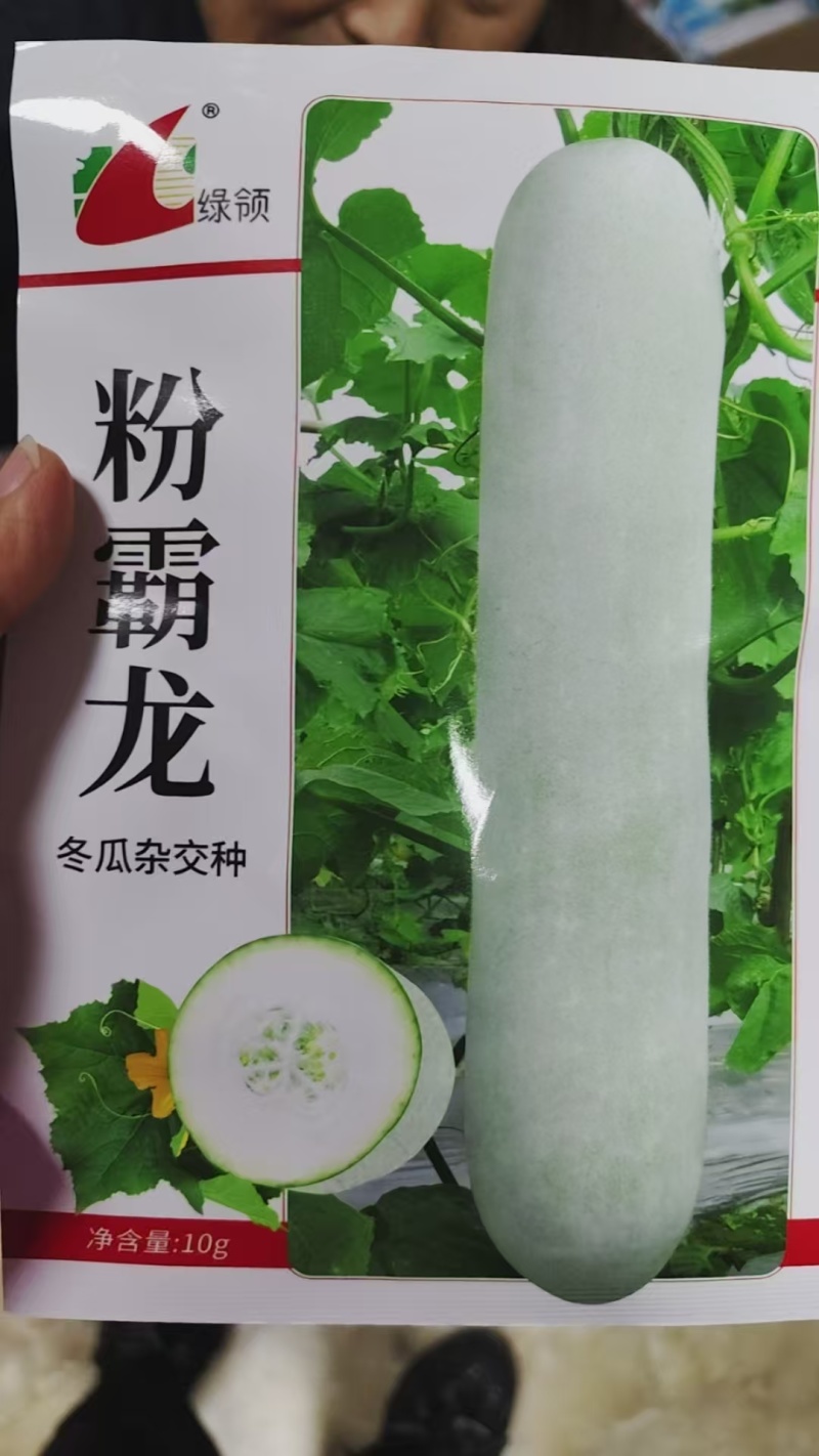 绿领粉霸龙冬瓜种子长圆柱形粉皮冬瓜种子内腔小产量高10克
