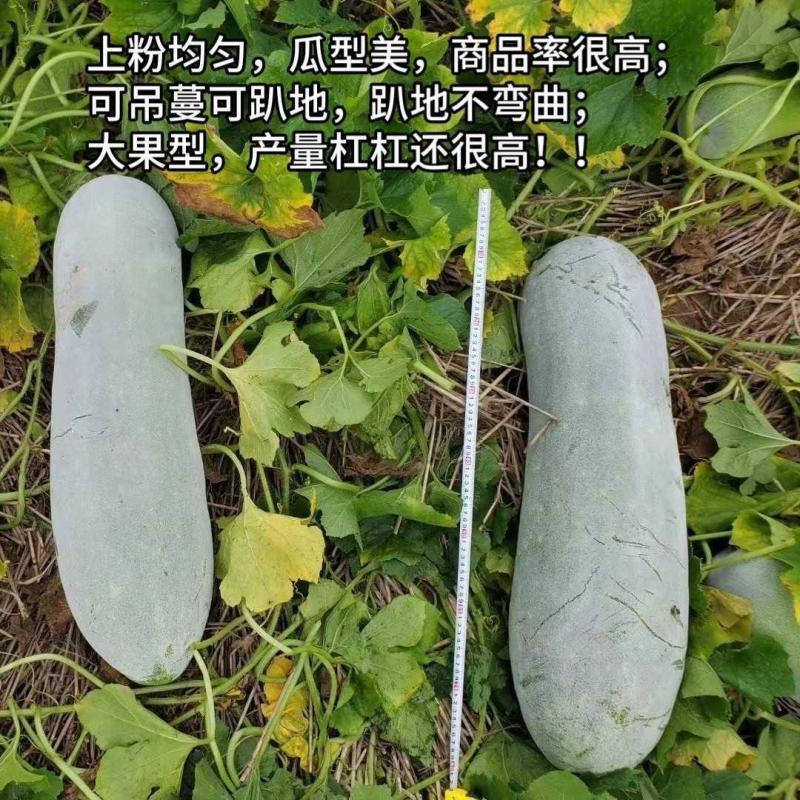 绿领粉霸龙冬瓜种子长圆柱形粉皮冬瓜种子内腔小产量高10克