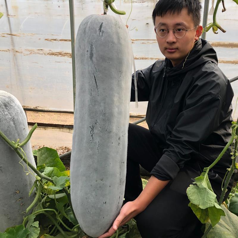 绿领粉霸龙冬瓜种子长圆柱形粉皮冬瓜种子内腔小产量高10克