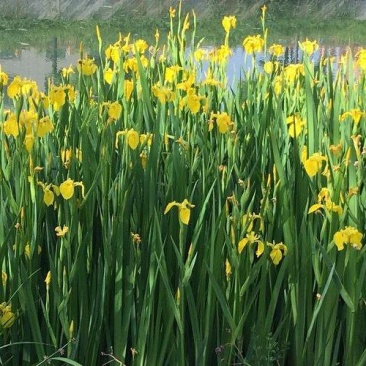 河北黄花鸳尾，黄菖蒲，地栽苗，量大从优、