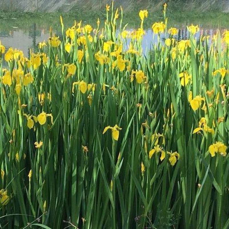 河北黄花鸳尾，黄菖蒲，地栽苗，量大从优、