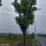 基地直销50-80公分骨架移植香樟，