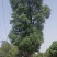 基地直销50-80公分骨架移植香樟，