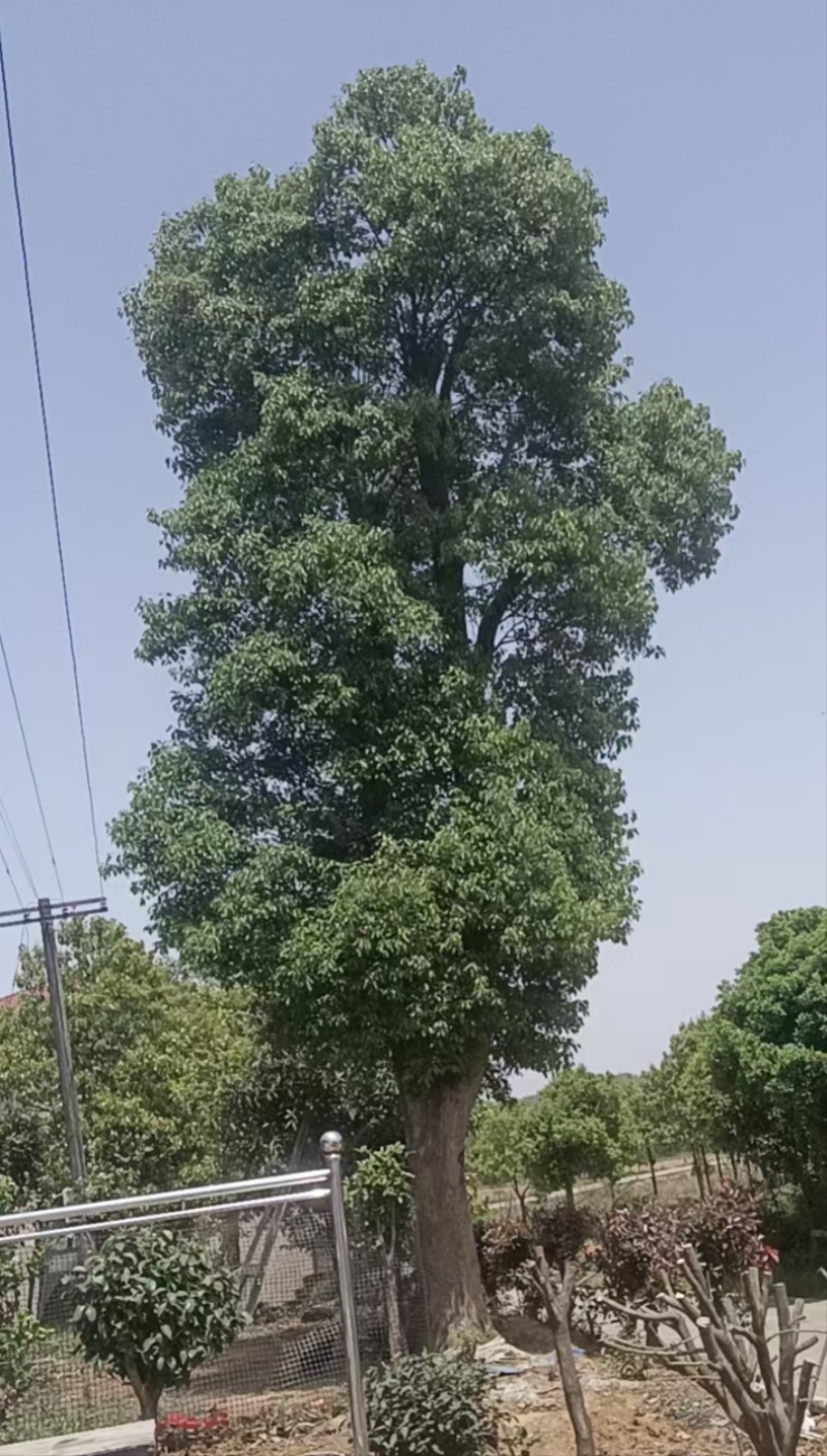 基地直销50-80公分骨架移植香樟，