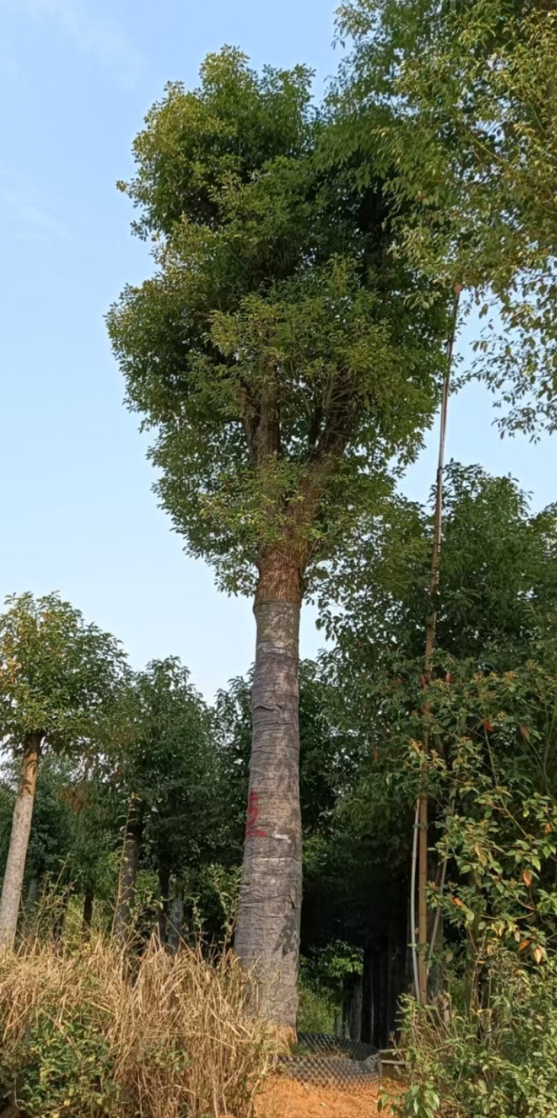 基地直销50-80公分骨架移植香樟，