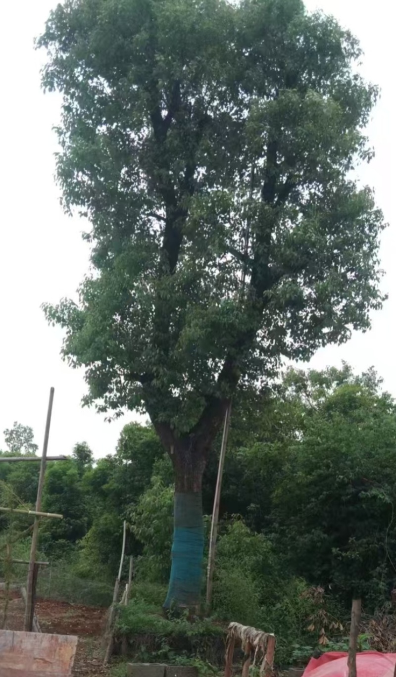 基地直销50-80公分骨架移植香樟，