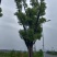 基地直销50-80公分骨架移植香樟，